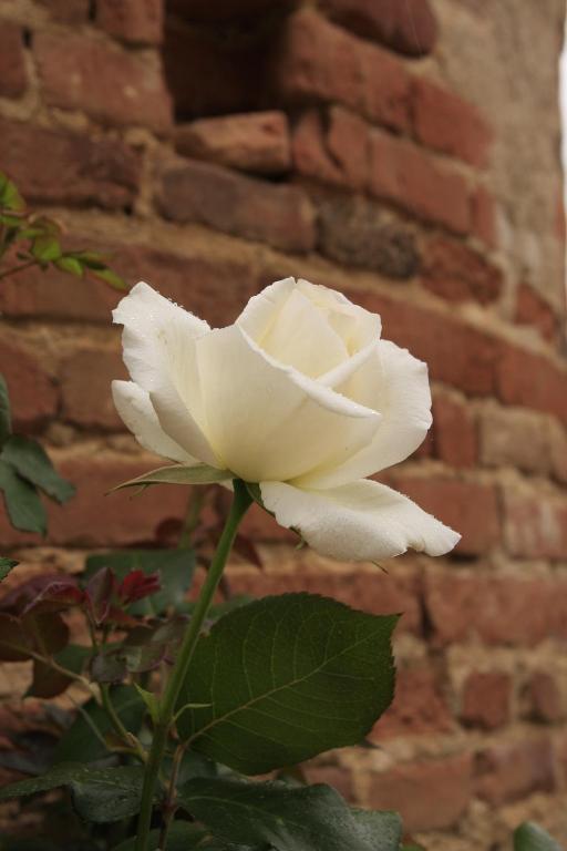 Bed and Breakfast Domaine De Belcayre Montauban Esterno foto