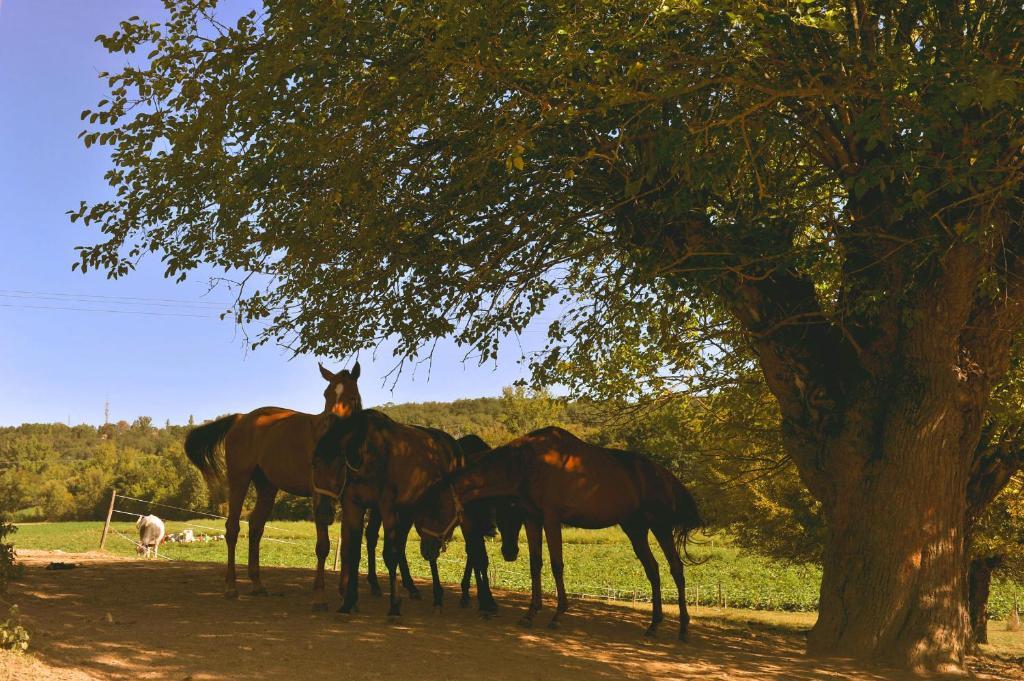 Bed and Breakfast Domaine De Belcayre Montauban Esterno foto
